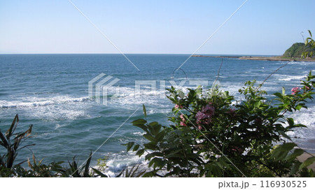 海辺に咲くツツジの花と海岸に打ち寄せる白波 海辺に咲くツツジの花と海岸に打ち寄せる白波 116930525