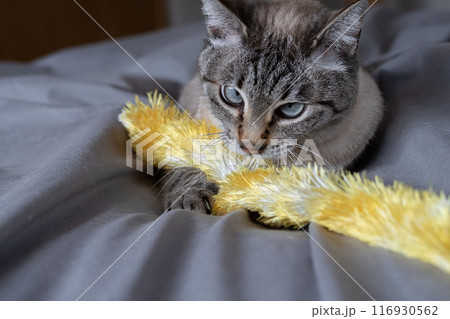 おもちゃで遊ぶ猫 116930562