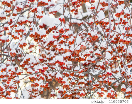Frozen red apples covered with snow on a branch on a blured background 116930705