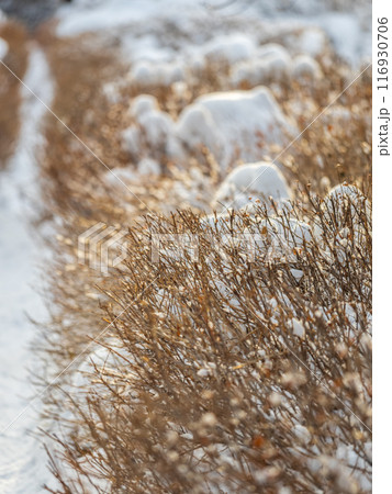 Trimmed branches without leaves in a winter park 116930706