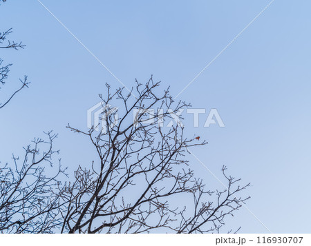 The top of oak tree on a clear winter day against the blue sky background 116930707