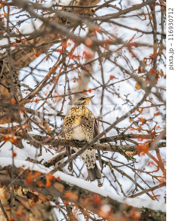 Fieldfare sitting on the bush and feeding on wild red apples in winter or early spring time. Fieldfare sitting on the bush and feeding on wild red apples in winter or early spring time. 116930712