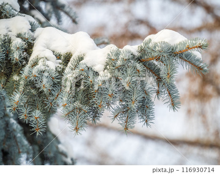 Green fir branches in winter covered with snow 116930714