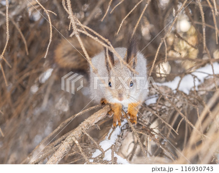 The squirrel sits on a branches without leaves in the winter or autumn 116930743