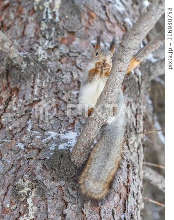 The squirrel with nut sits on tree in the winter or late autumn 116930758
