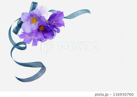 紫のトルコキキョウの花束　白背景 116930760