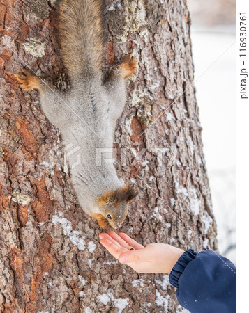 Squirrel eats nuts from a man's hand. Caring for animals in winter or autumn. Squirrel eats nuts from a man's hand. Caring for animals in winter or autumn. 116930761