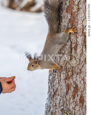 Squirrel eats nuts from a man's hand. Caring for animals in winter or autumn. 116930766