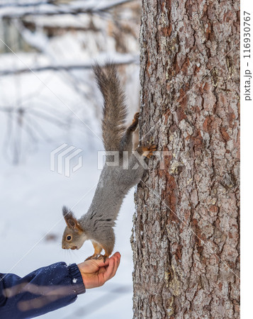 Squirrel eats nuts from a man's hand. Caring for animals in winter or autumn. Squirrel eats nuts from a man's hand. Caring for animals in winter or autumn. 116930767