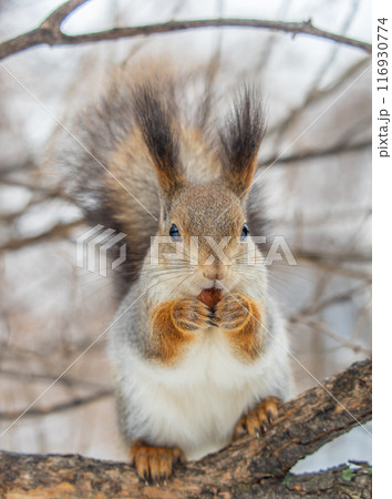 The squirrel with nut sits on tree in the winter or late autumn The squirrel with nut sits on tree in the winter or late autumn 116930774