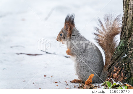 Portrait of a squirrel in winter on white snow background 116930779
