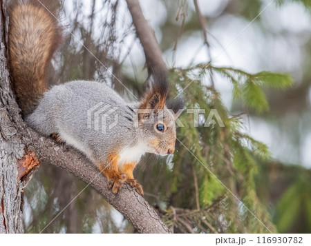 The squirrel with nut sits on tree in the winter or late autumn The squirrel with nut sits on tree in the winter or late autumn 116930782