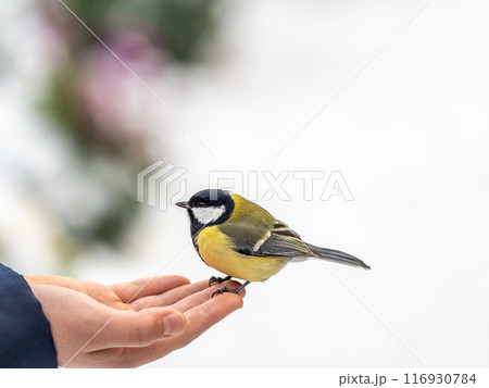 A tit sits on a man's hand and eats seeds. A tit sits on a man's hand and eats seeds. 116930784