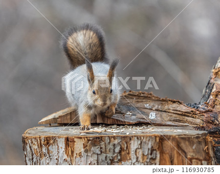 A squirrel sits on a stump and eats nuts in autumn. A squirrel sits on a stump and eats nuts in autumn. 116930785