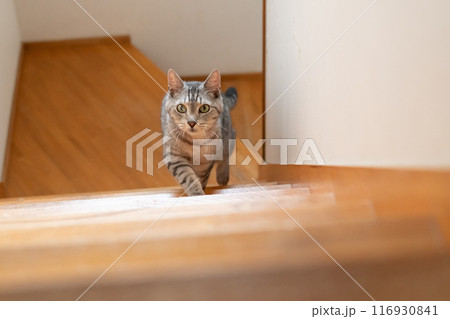 階段を上る猫　サバトラ猫 116930841