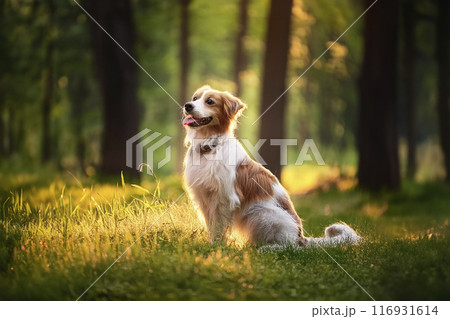 Dog. Cute dog looking at camera. Close up dog. Cute dog playing in the park. Selective focus. Background of a study. Dog on a cardboard box. Dog lying on the ground. Dog. Cute dog looking at camera. Close up dog. Cute dog playing in the park. Selective focus. Background of a study. Dog on a cardboard box. Dog lying on the ground. 116931614