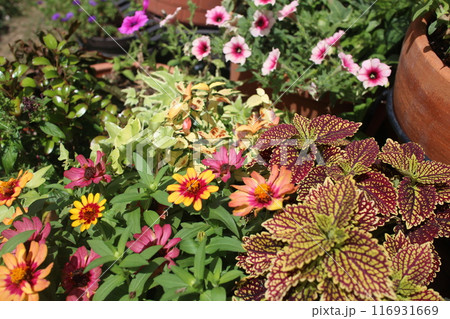 花壇に植えられた色とりどりの夏の花 花壇に植えられた色とりどりの夏の花 116931669