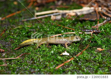タゴサンショウウオ幼体 タゴサンショウウオ幼体 116931683
