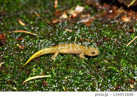 タゴサンショウウオ幼体 タゴサンショウウオ幼体 116931686