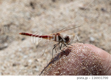 Dragonfly sitting on a finger, in Karpathos, Greece. Dragonfly sitting on a finger, in Karpathos, Greece. 116931700