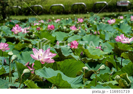 ハス スイレン 蓮 116931719