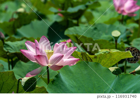ハス スイレン 蓮 116931740