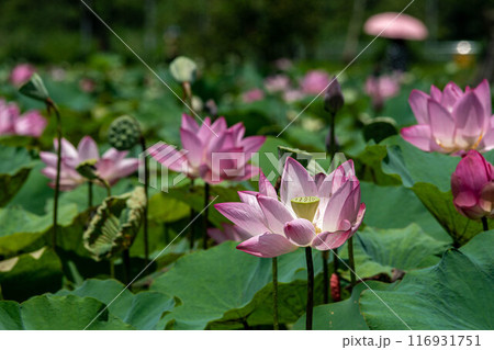 ハス スイレン 蓮 116931751