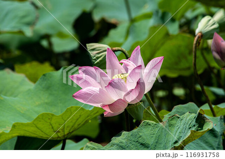 ハス スイレン 蓮 116931758