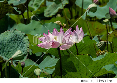 ハス スイレン 蓮 116931761