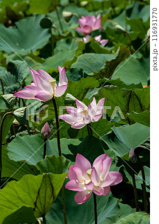 ハス スイレン 蓮 116931770