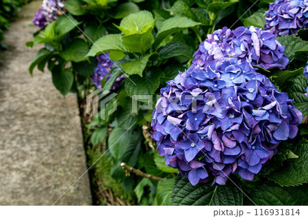 紫陽花 アジサイ あじさい 116931814