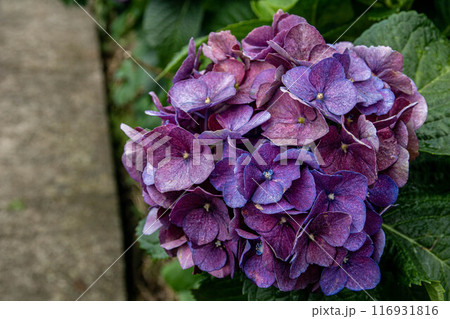 紫陽花 アジサイ あじさい 116931816