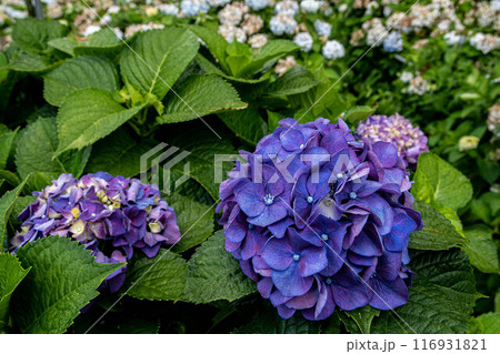 紫陽花 アジサイ あじさい 116931821