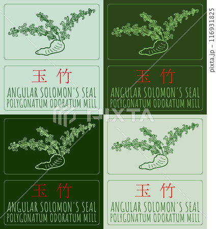 Set of vector drawing ANGULAR SOLOMON'S SEAL in Chinese in various colors. Hand drawn illustration. Latin name is POLYGONATUM ODORATUM MILL. Set of vector drawing ANGULAR SOLOMON'S SEAL in Chinese in various colors. Hand drawn illustration. Latin name is POLYGONATUM ODORATUM MILL. 116931825