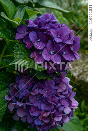 紫陽花 アジサイ あじさい 116931831