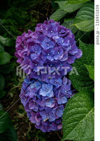 紫陽花 アジサイ あじさい 116931839