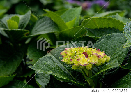 紫陽花 アジサイ あじさい 116931851