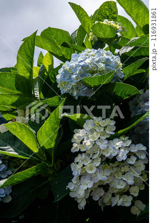 紫陽花 アジサイ あじさい 116931861