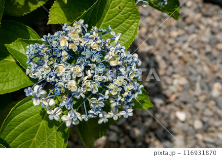 紫陽花 アジサイ あじさい 116931870