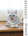 生後4ヶ月の子猫 116932130