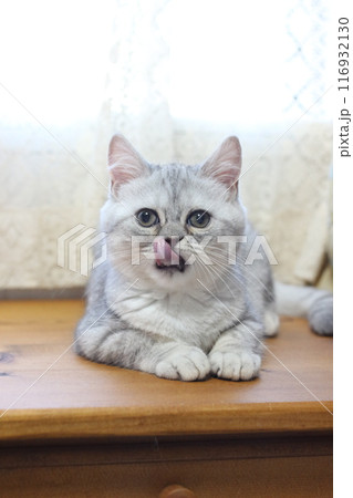 生後4ヶ月の子猫 116932130