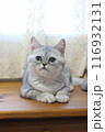 生後4ヶ月の子猫 116932131