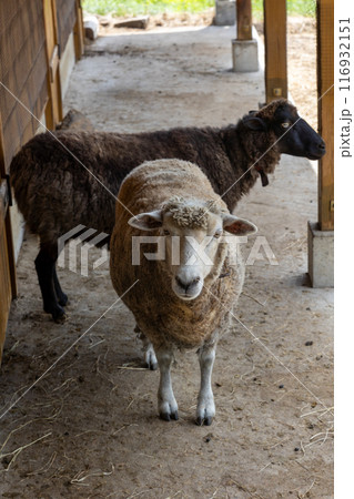 牧場の羊　神津牧場 116932151