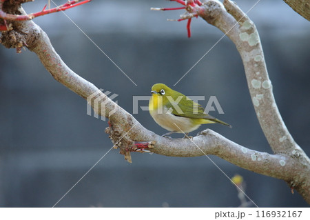 庭に飛んで来た鳥　メジロ、 116932167