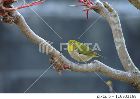 庭に飛んで来た鳥　メジロ、 116932169