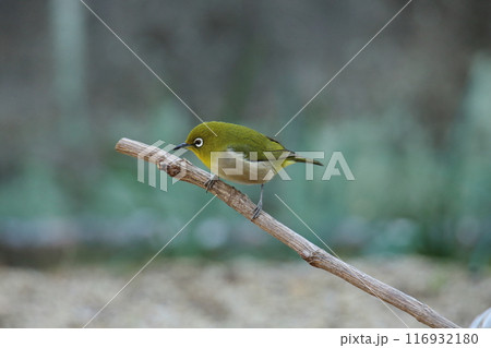 庭に飛んで来た鳥　メジロ、 116932180