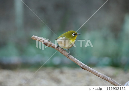 庭に飛んで来た鳥　メジロ、 116932181