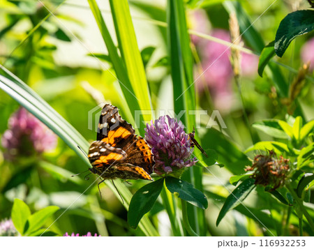 アカタテハ アカタテハ 116932253