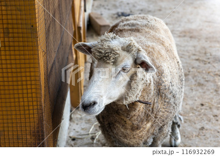 牧場の羊 神津牧場 牧場の羊 神津牧場 116932269