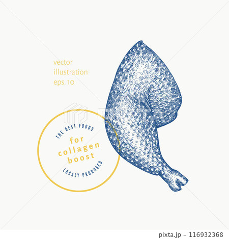 Vector Hand Drawn Chicken Leg Illustration. Collagen Diet Food Illustration. Vintage Style Chicken Quarter Vector Hand Drawn Chicken Leg Illustration. Collagen Diet Food Illustration. Vintage Style Chicken Quarter 116932368
